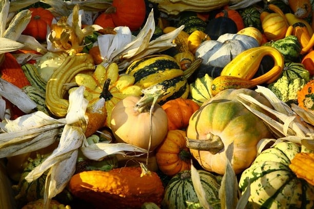 Dýně v Botanické zahradě