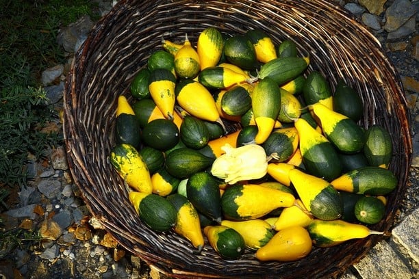 Bicolor Pear