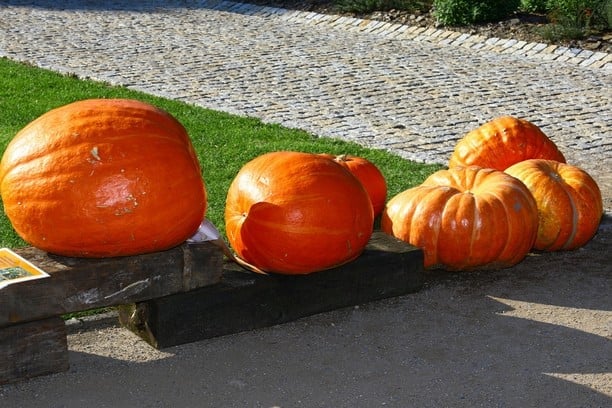 Dýně v Botanické zahradě