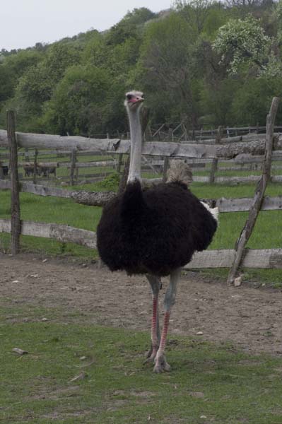 Nedaleko Řípu se na farmě u Krejných prohánější stovky pštrosů
