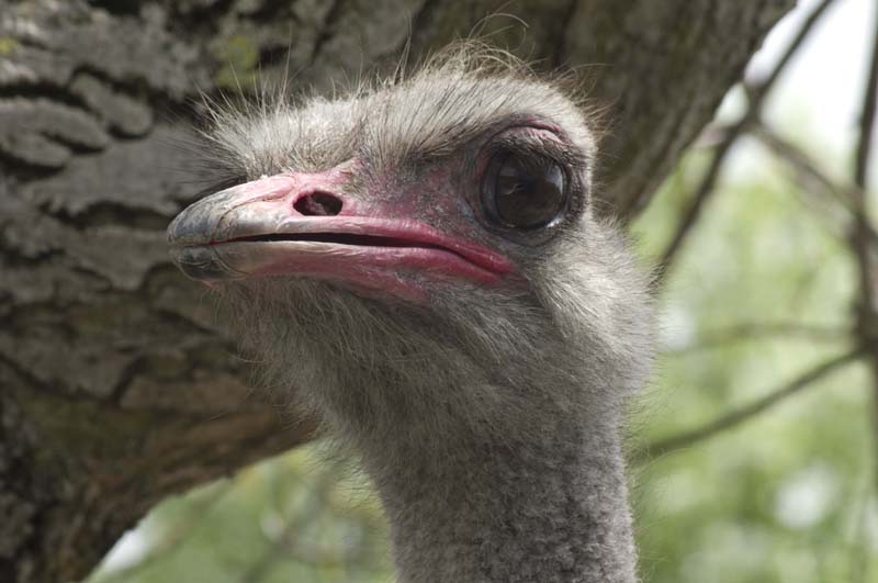 Nedaleko Řípu se na farmě u Krejných prohánější stovky pštrosů