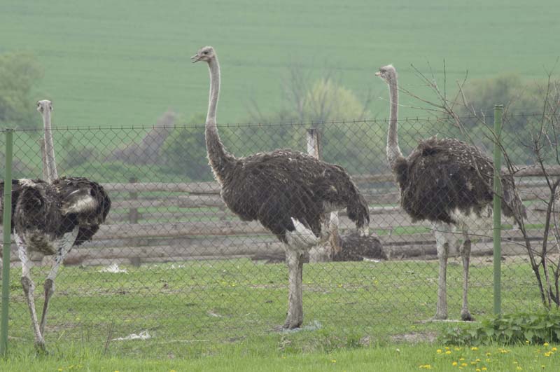 Nedaleko Řípu se na farmě u Krejných prohánější stovky pštrosů