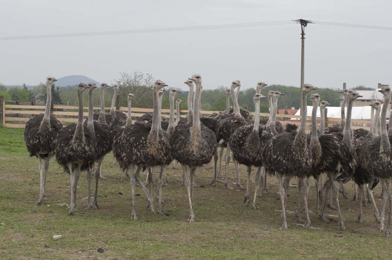 Nedaleko Řípu se na farmě u Krejných prohánější stovky pštrosů