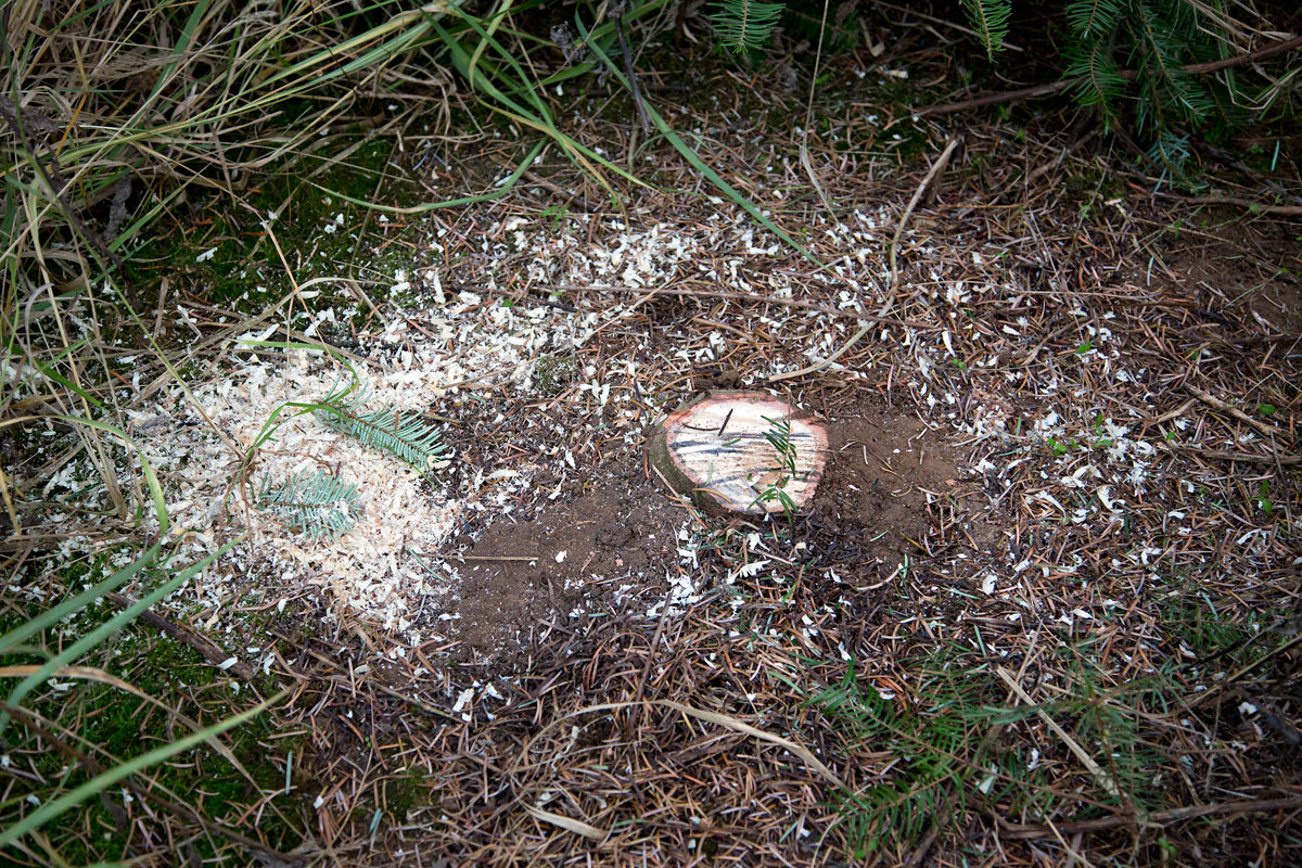Řez vánočních stromků je fyzicky náročný. Plantáže se probírají.