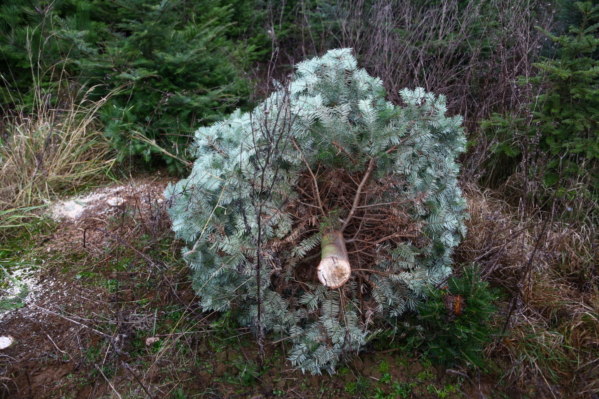 Řez vánočních stromků je fyzicky náročný. Plantáže se probírají.