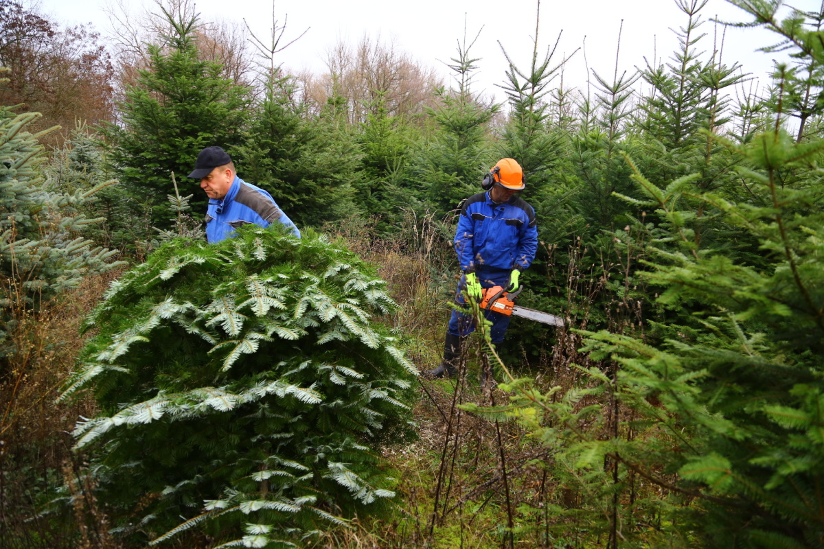Řez vánočních stromků je fyzicky náročný. Plantáže se probírají.