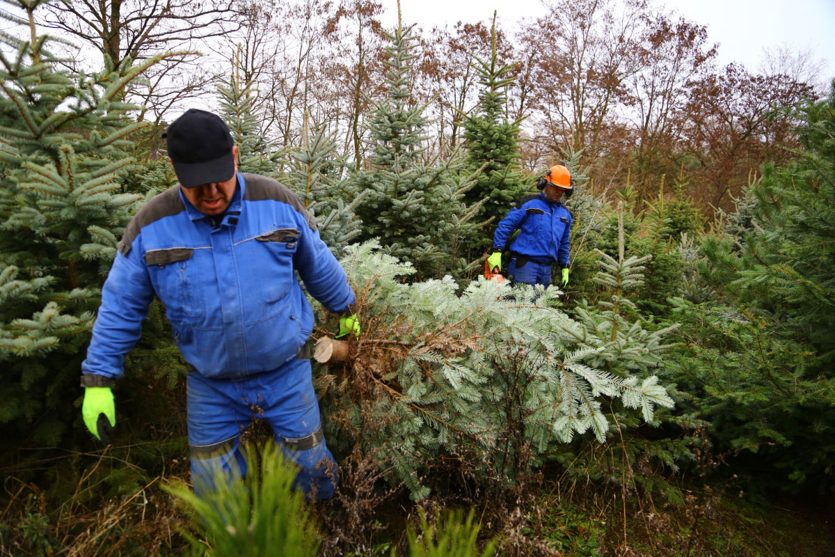 Řez vánočních stromků je fyzicky náročný. Plantáže se probírají.