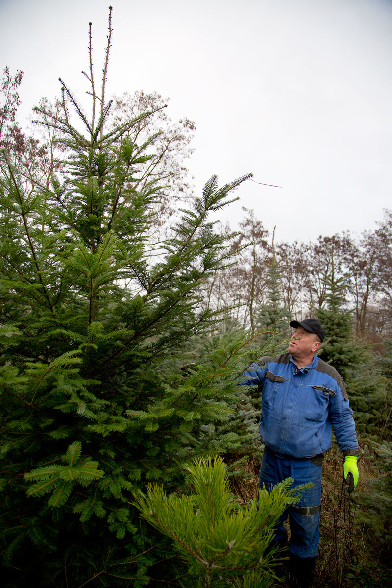 Řez vánočních stromků je fyzicky náročný. Plantáže se probírají.