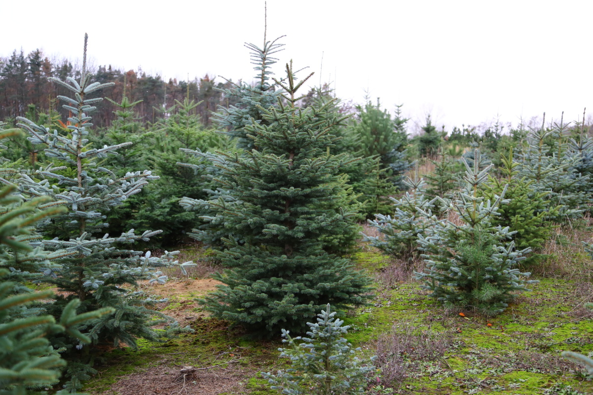 Řez vánočních stromků je fyzicky náročný. Plantáže se probírají.
