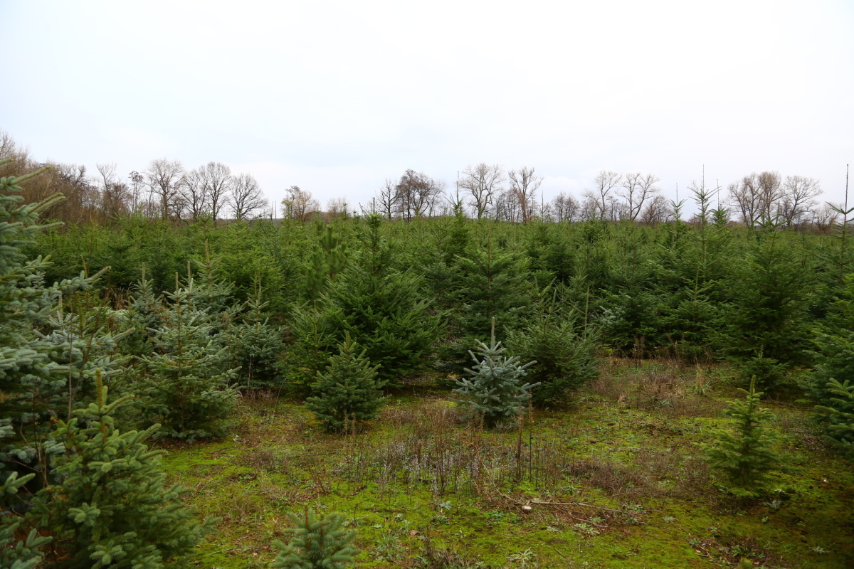 Řez vánočních stromků je fyzicky náročný. Plantáže se probírají.