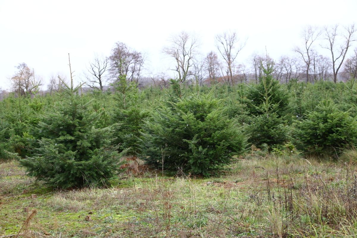 Řez vánočních stromků je fyzicky náročný. Plantáže se probírají.