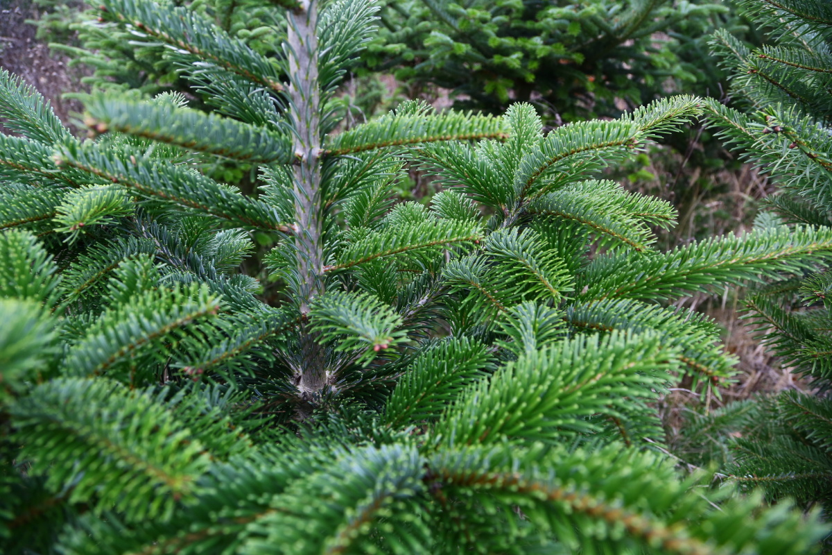 Řez vánočních stromků je fyzicky náročný. Plantáže se probírají.