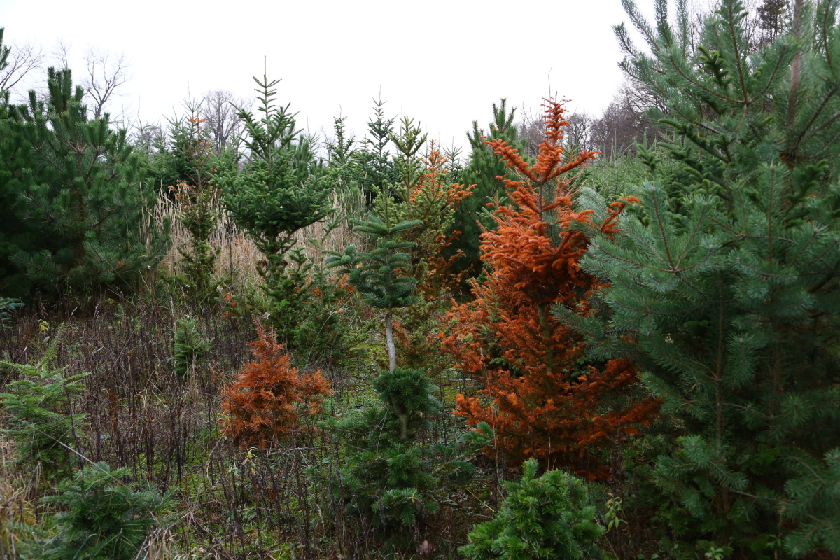 Řez vánočních stromků je fyzicky náročný. Plantáže se probírají.