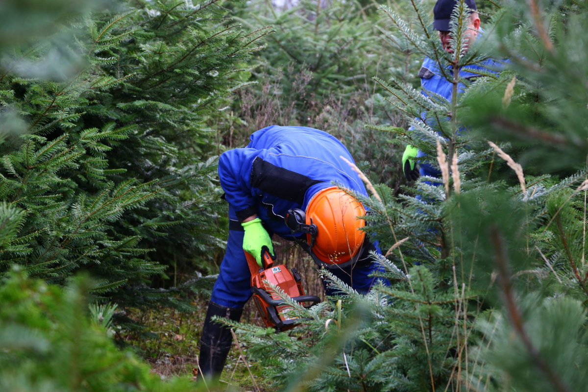Řez vánočních stromků je fyzicky náročný. Plantáže se probírají.