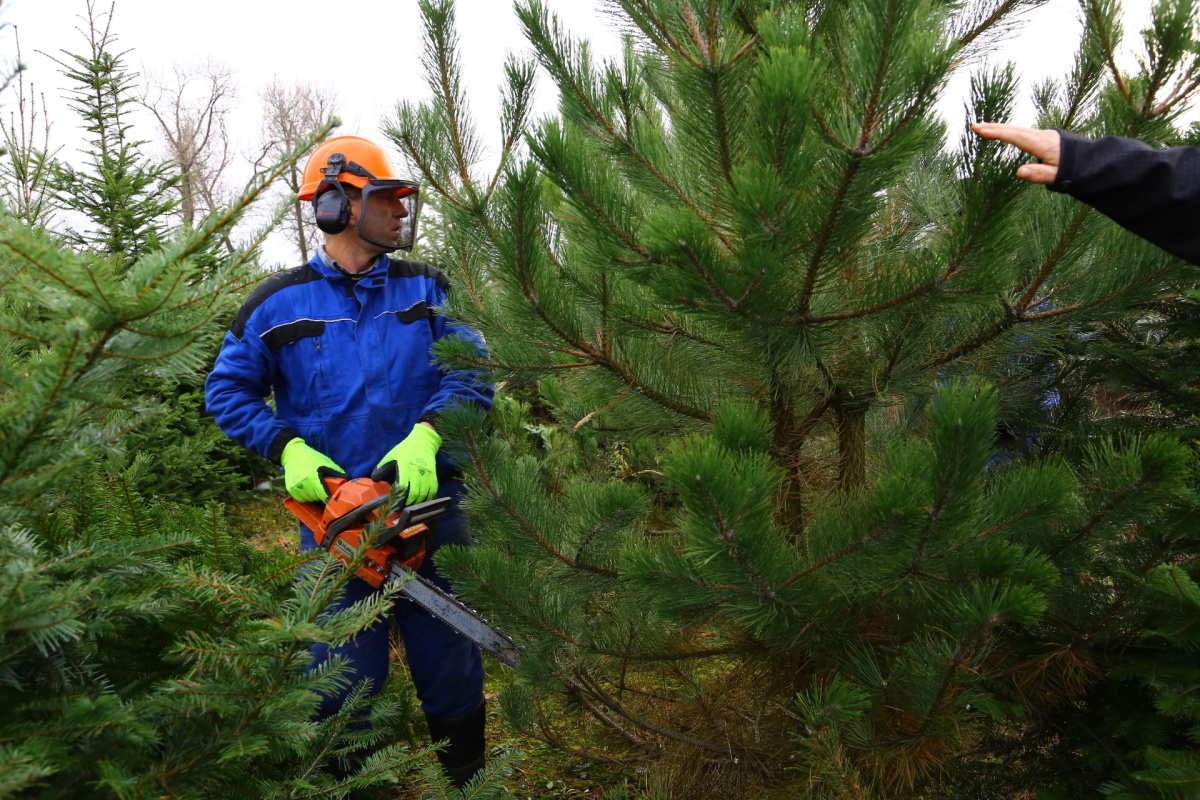 Řez vánočních stromků je fyzicky náročný. Plantáže se probírají.