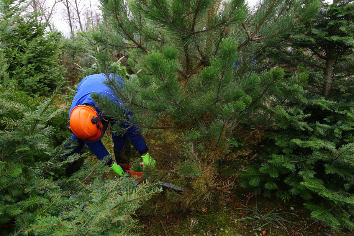 Řez vánočních stromků je fyzicky náročný. Plantáže se probírají.