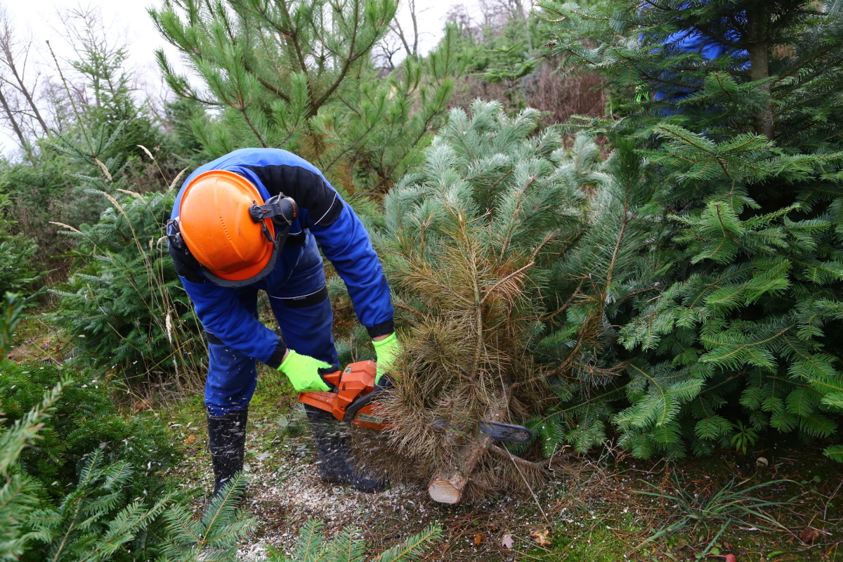 Řez vánočních stromků je fyzicky náročný. Plantáže se probírají.