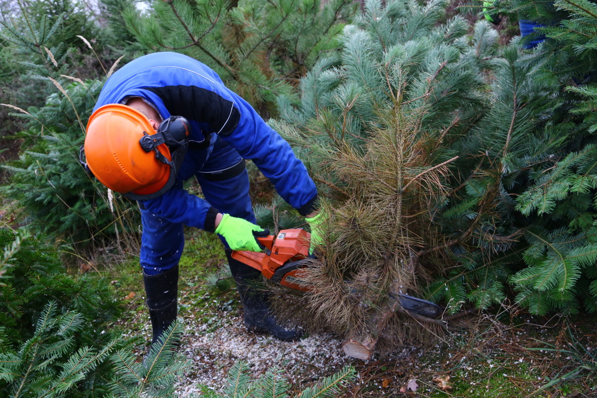 Řez vánočních stromků je fyzicky náročný. Plantáže se probírají.