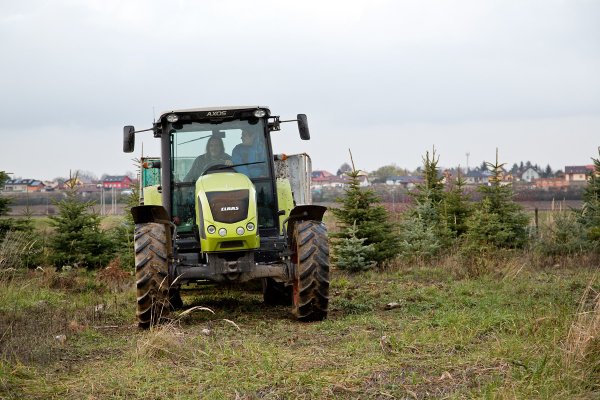 Řez vánočních stromků je fyzicky náročný. Plantáže se probírají.