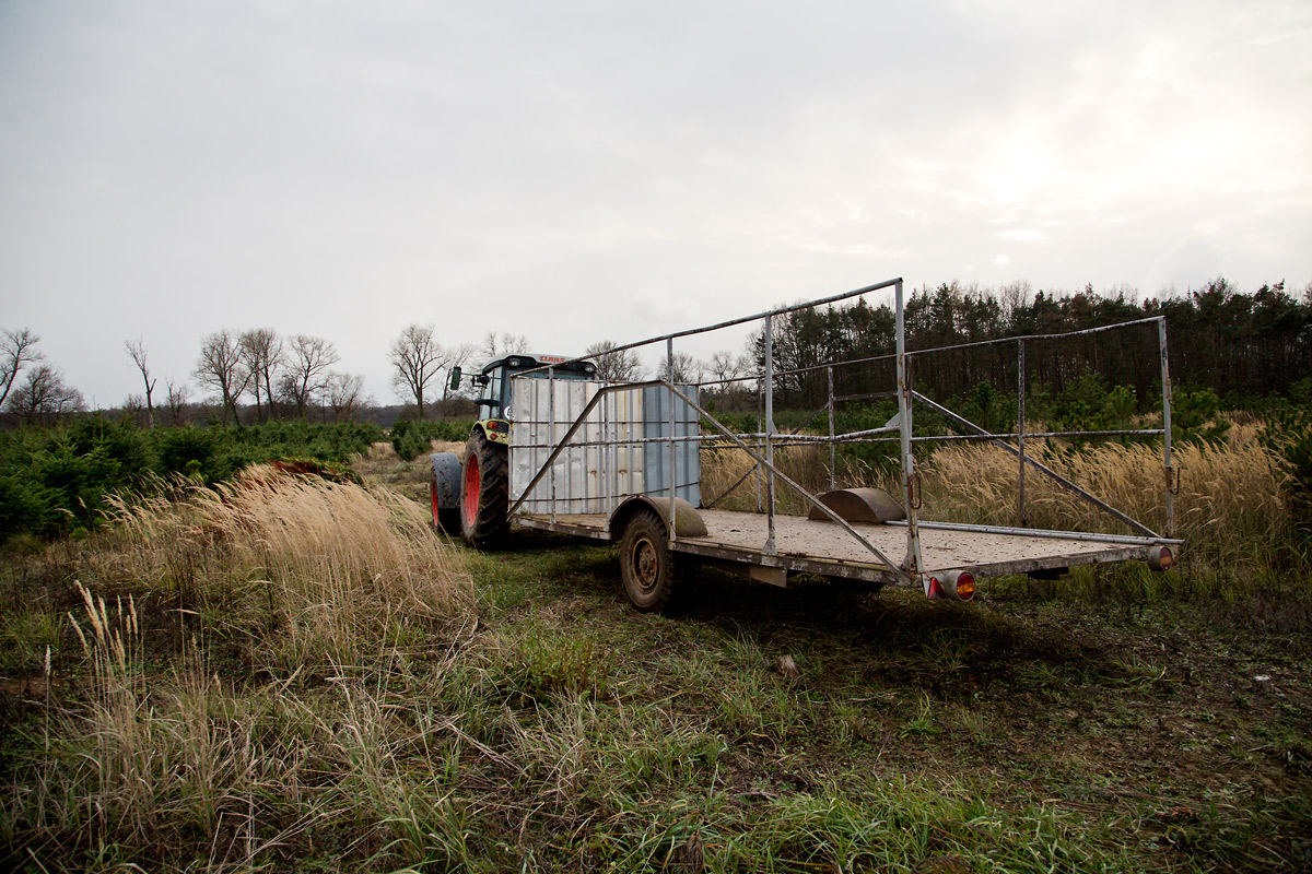 Řez vánočních stromků je fyzicky náročný. Plantáže se probírají.