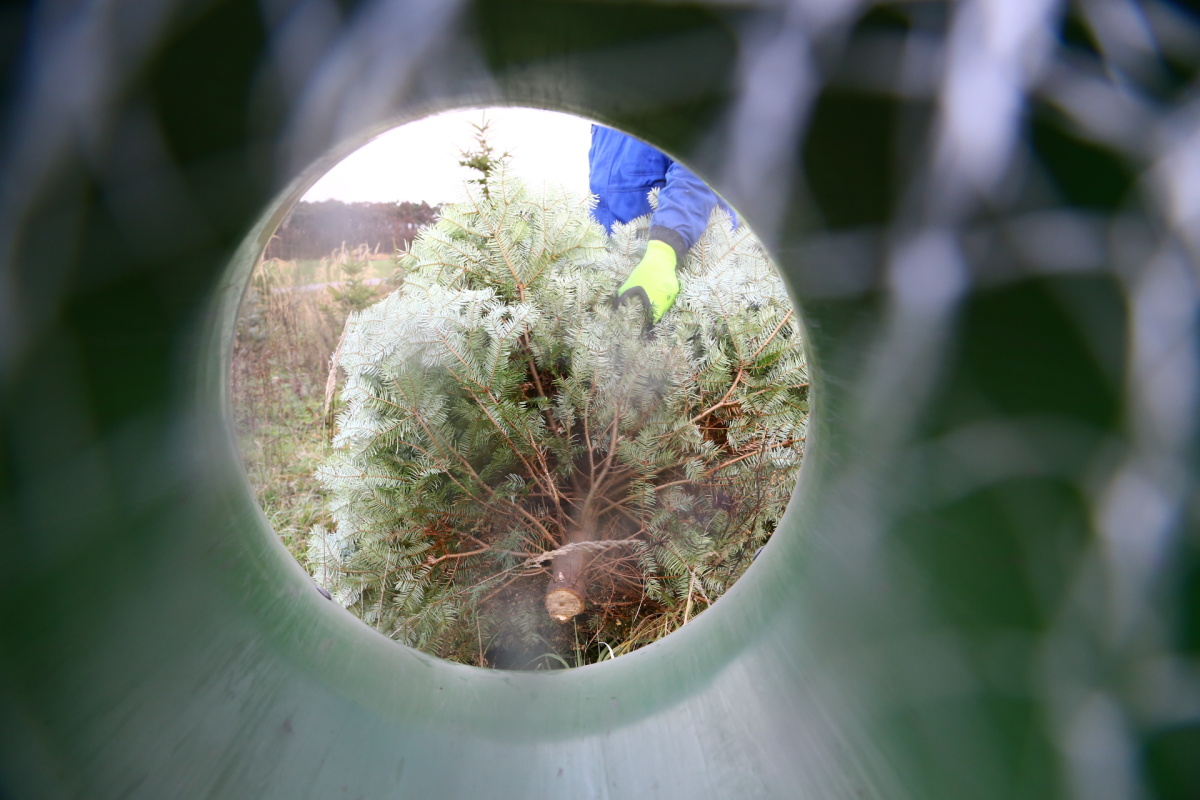 Řez vánočních stromků je fyzicky náročný. Plantáže se probírají.
