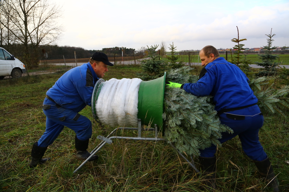 Řez vánočních stromků je fyzicky náročný. Plantáže se probírají.
