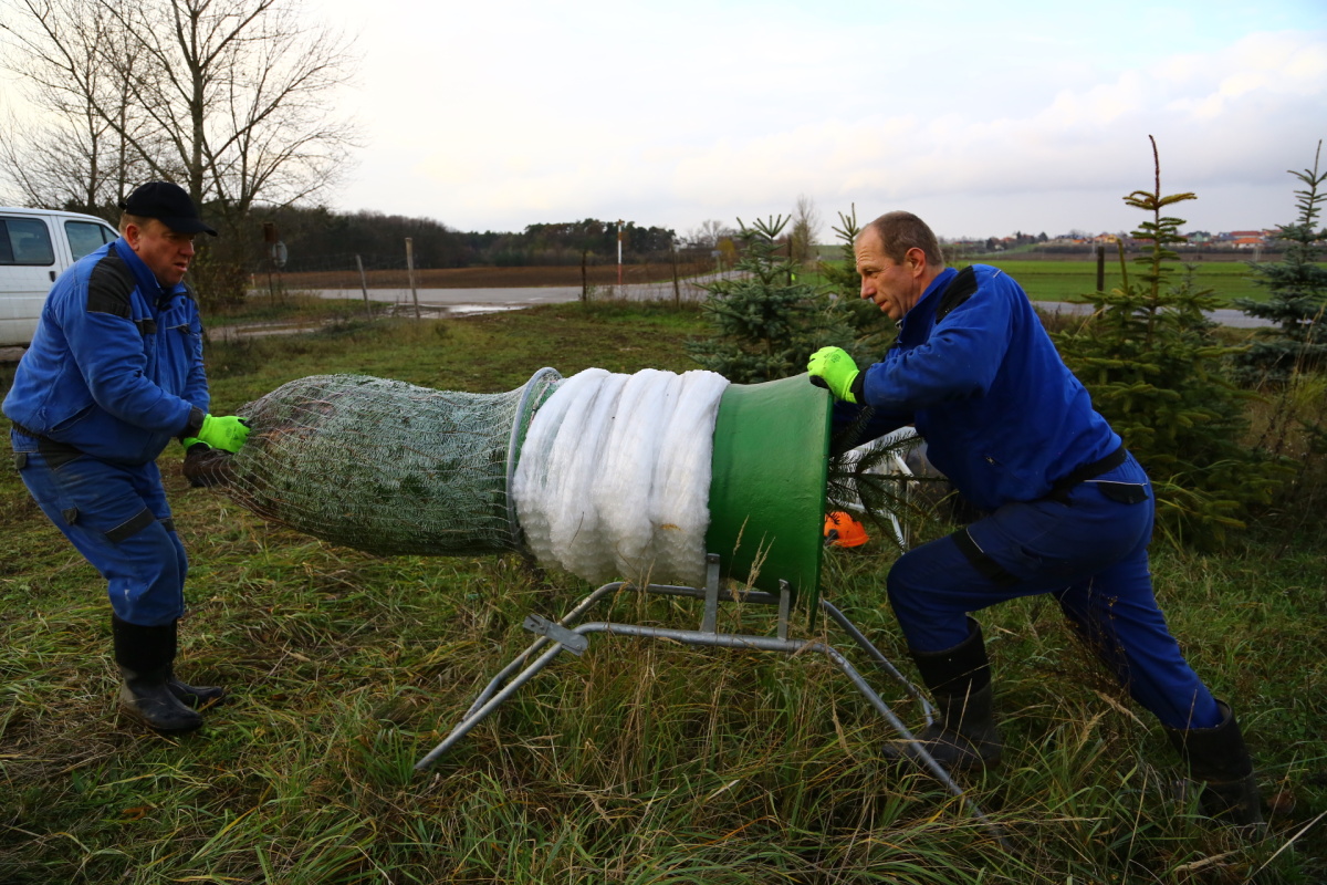 Řez vánočních stromků je fyzicky náročný. Plantáže se probírají.