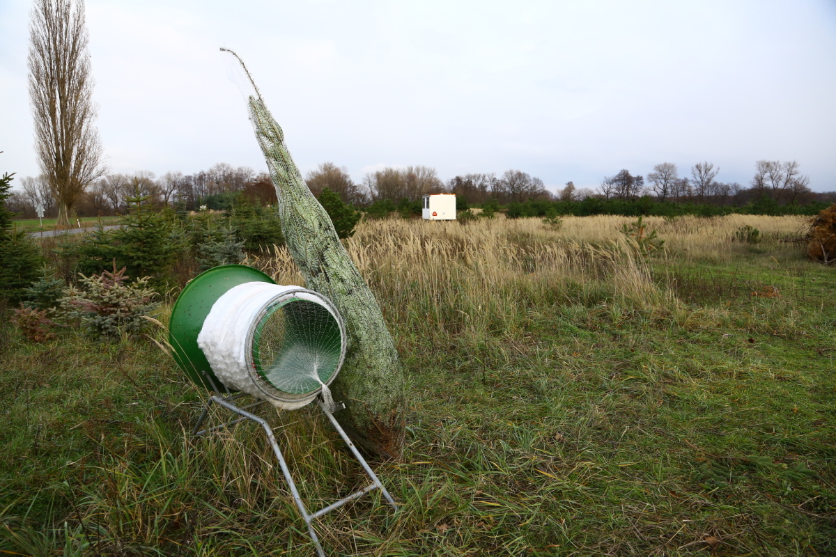 Řez vánočních stromků je fyzicky náročný. Plantáže se probírají.
