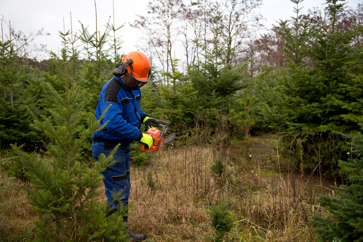 Řez vánočních stromků je fyzicky náročný. Plantáže se probírají.