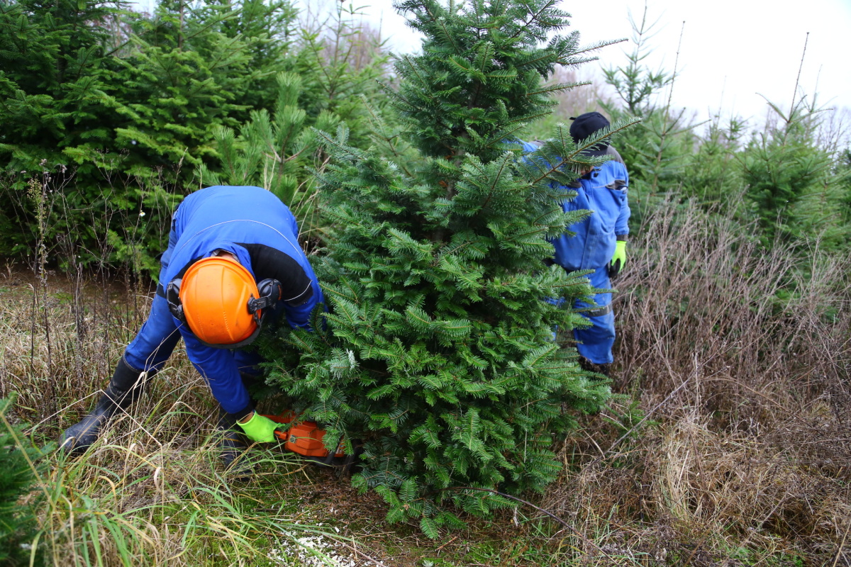 Řez vánočních stromků je fyzicky náročný. Plantáže se probírají.