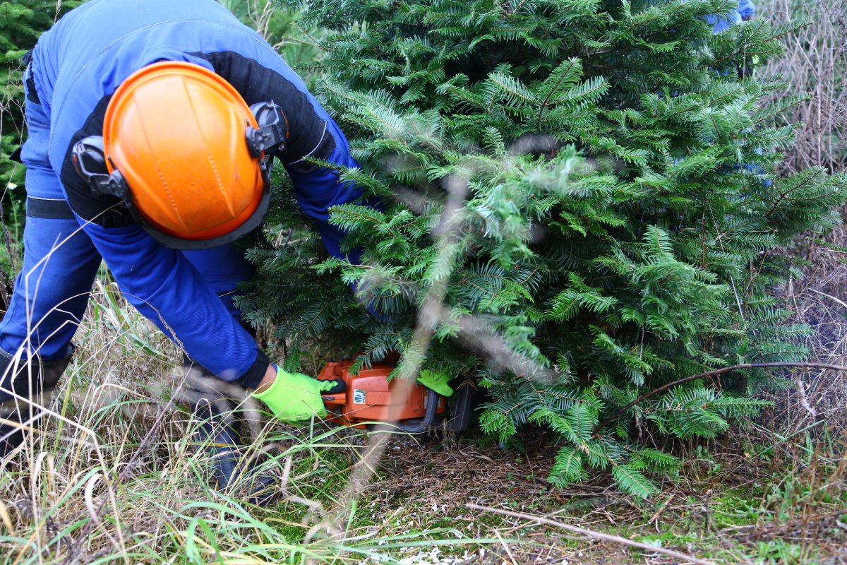 Řez vánočních stromků je fyzicky náročný. Plantáže se probírají.