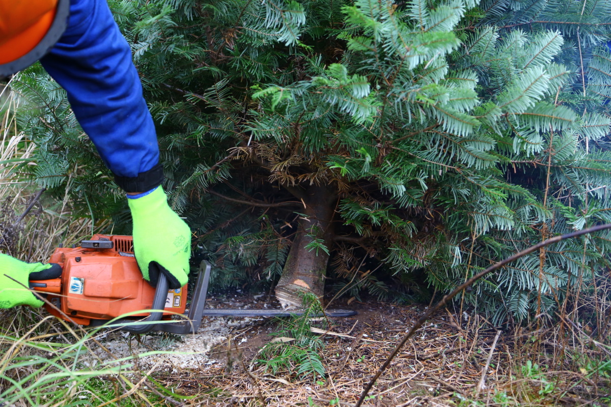Řez vánočních stromků je fyzicky náročný. Plantáže se probírají.