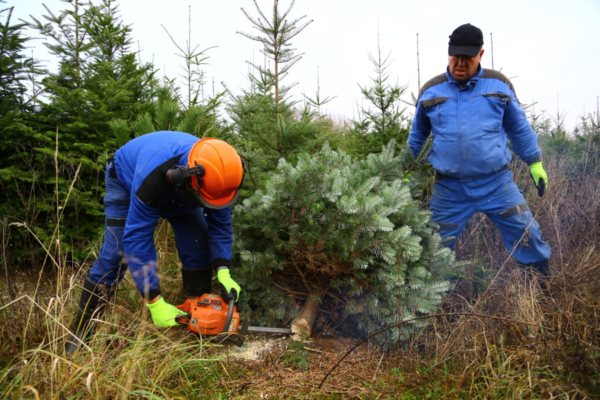 Řez vánočních stromků je fyzicky náročný. Plantáže se probírají.