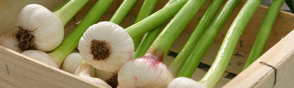 Česneková farma The Garlic Farm