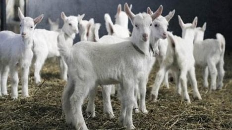 Náhledový obrázek - Ratibořický biozázrak nesází jen na chov koz