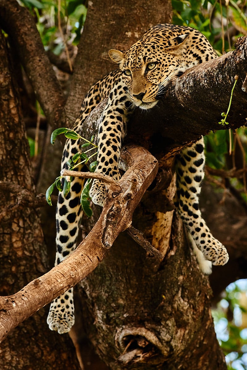 Levhart skvrnitý, Keňa