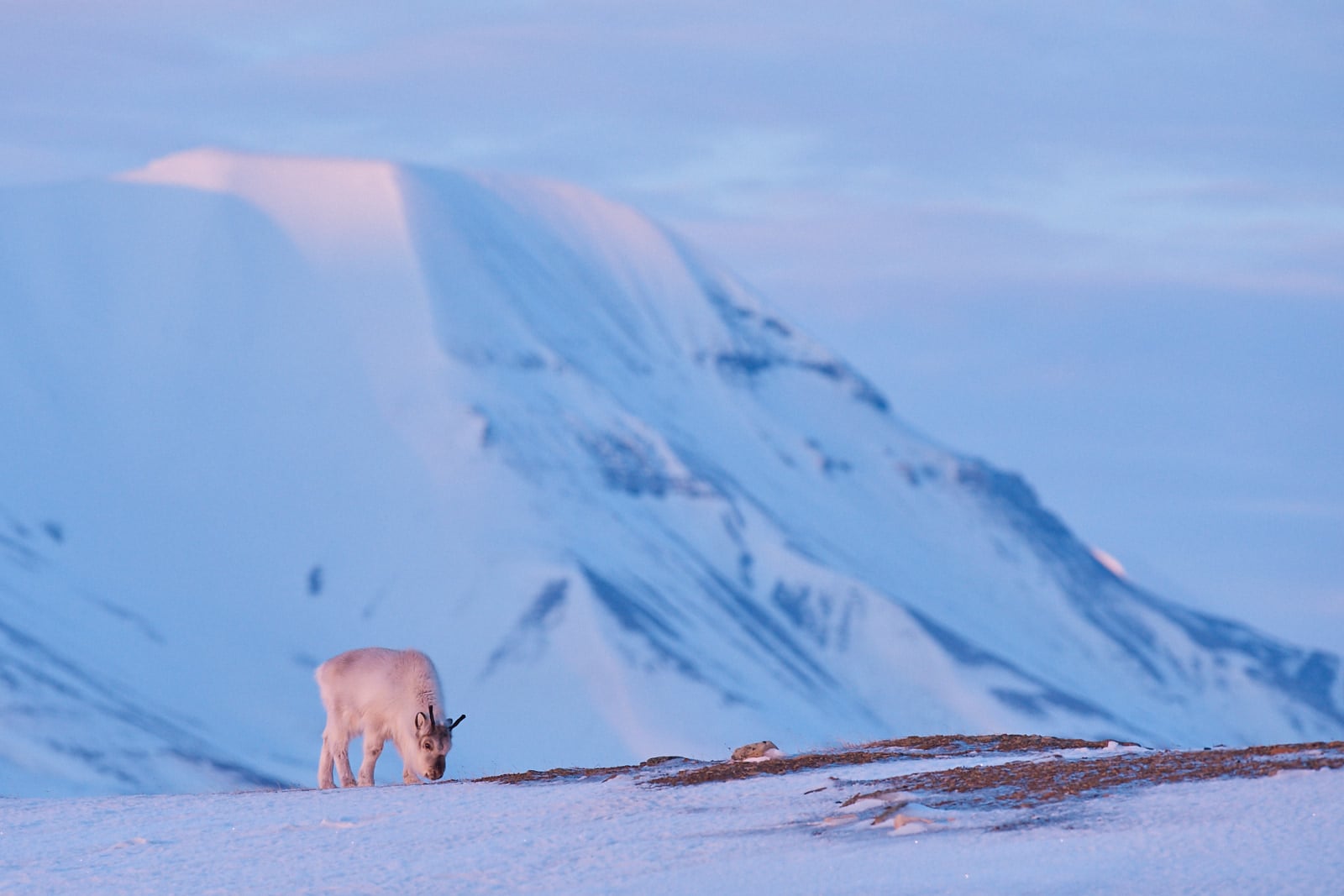 Sob špicberský, Špicberky