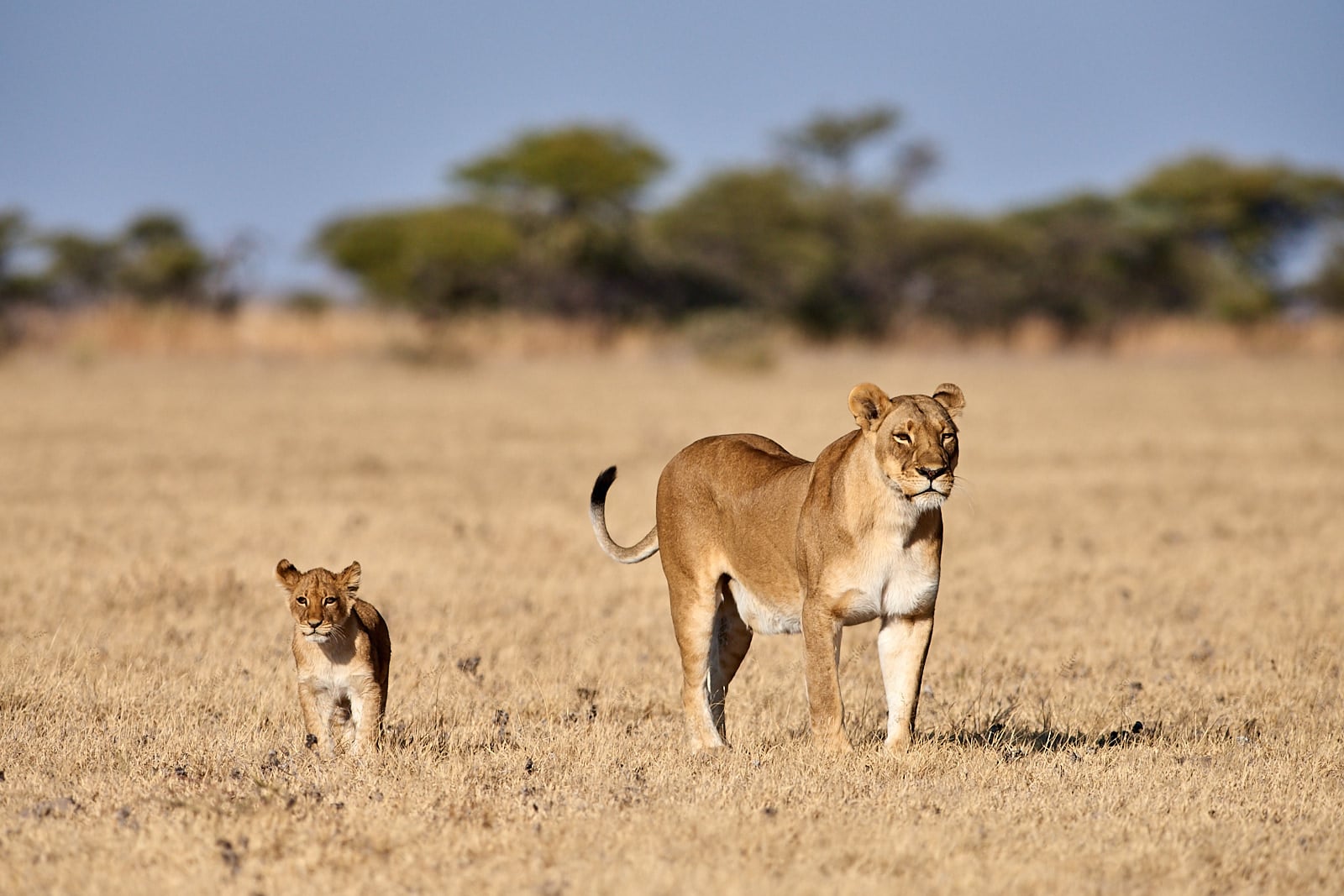 Lev pustinný, Botswana
