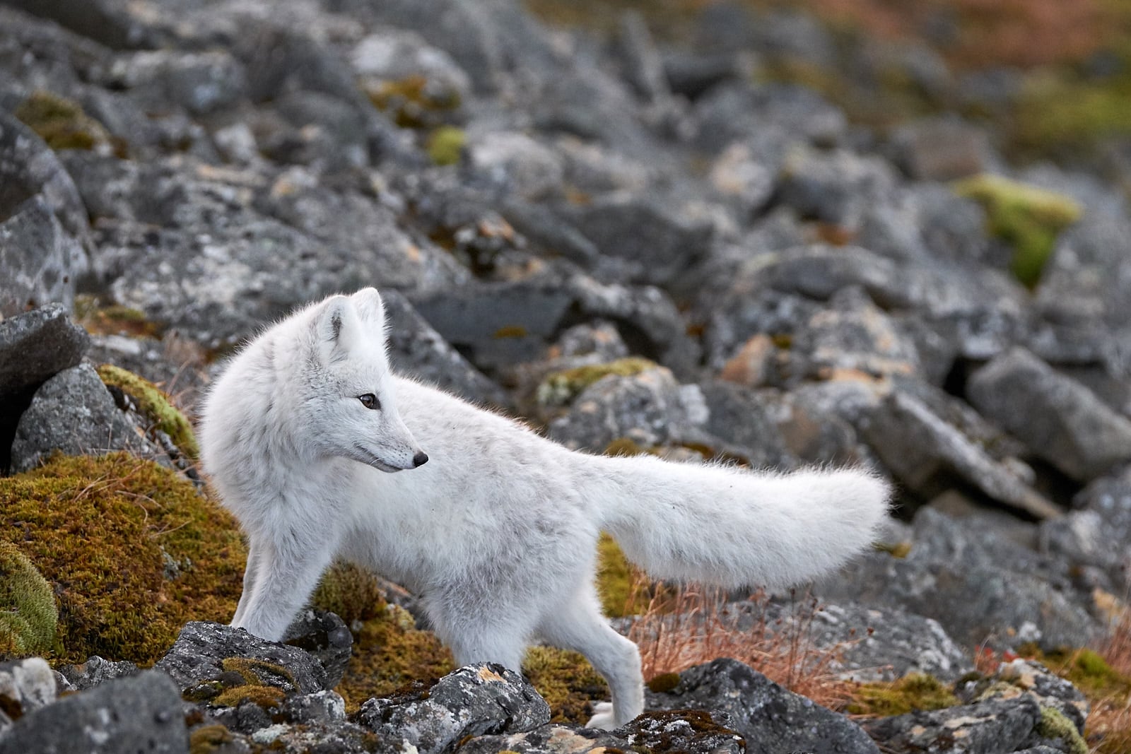 Liška polární, Špicberky