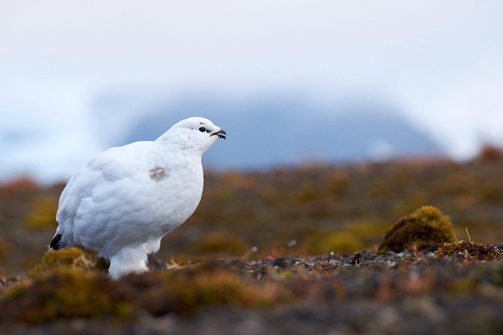 Bělokur horský, Špicberky