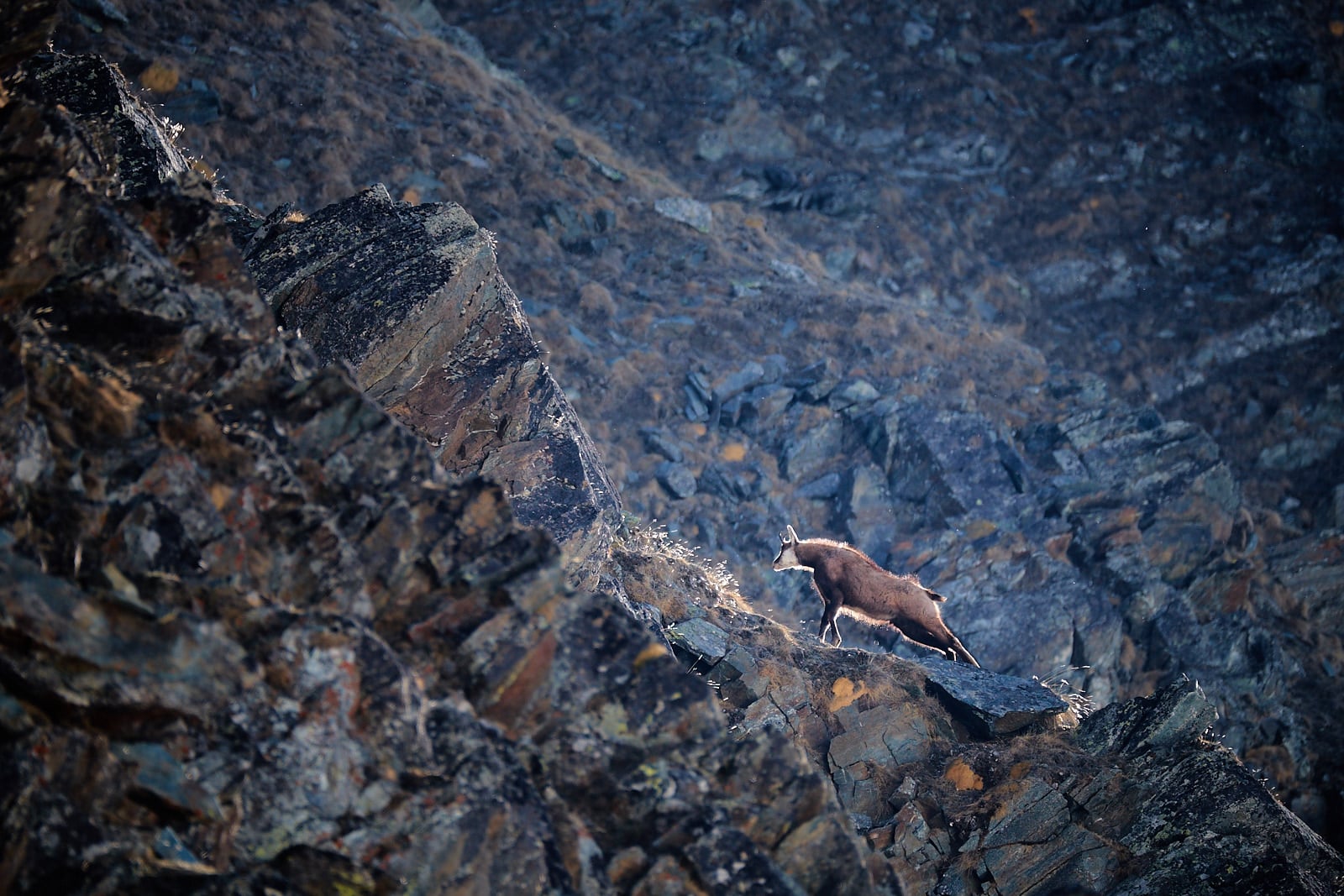 Kamzík alpský, Itálie