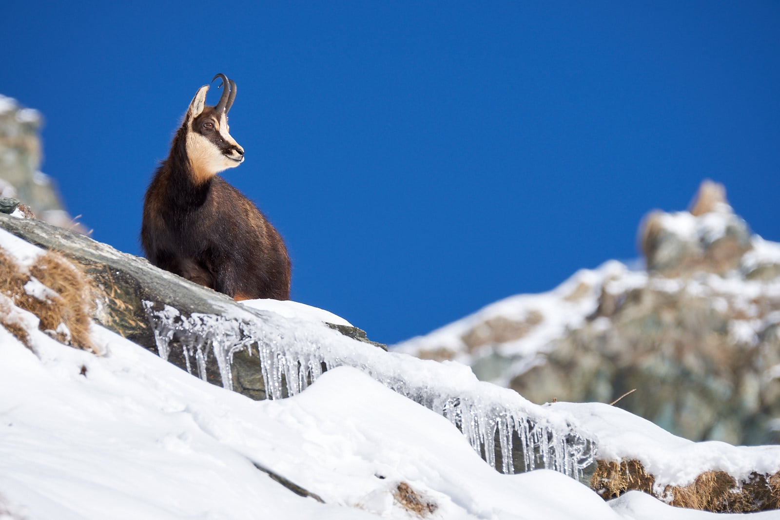 Kamzík alpský, Itálie