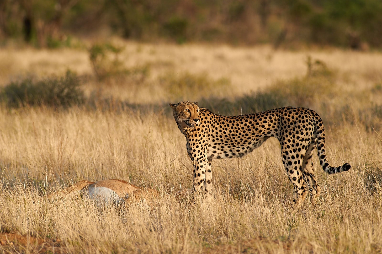 Gepard štíhlý, Keňa