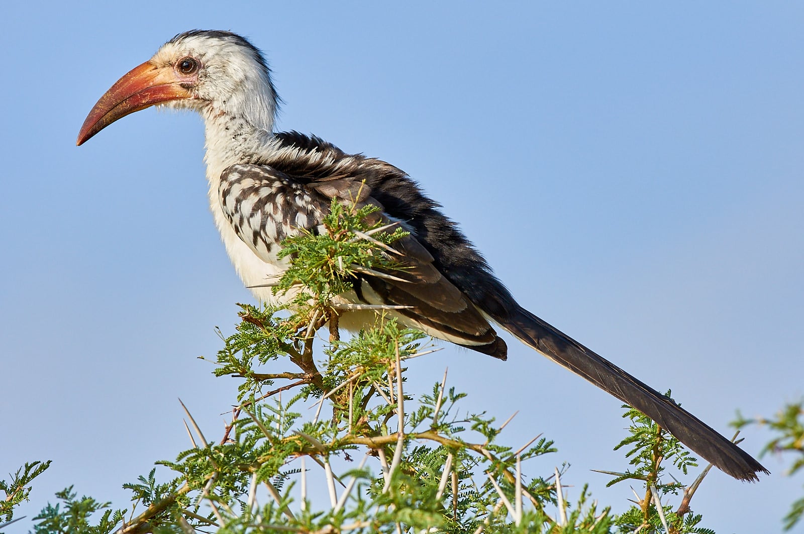 Zoborožec rudozobý, Keňa