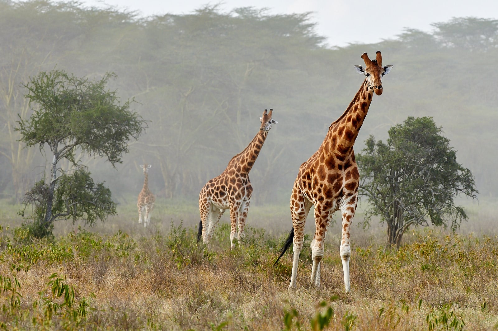 Žirafy Rothschildovy, Keňa