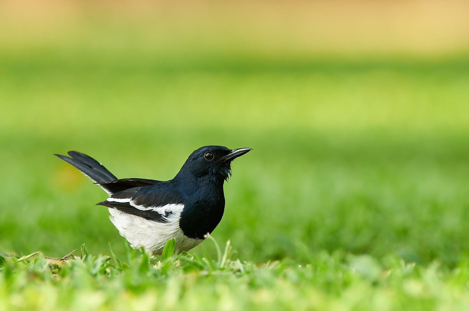 Šáma stračí, Thajsko