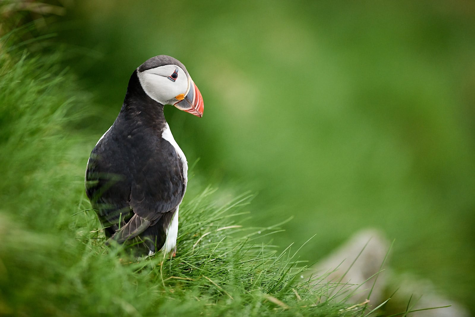 Papuchalk bělobradý, Norsko