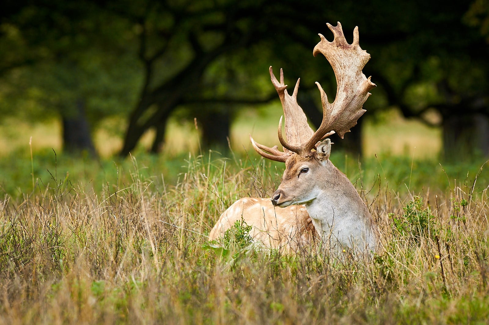 Daněk evropský, Dánsko
