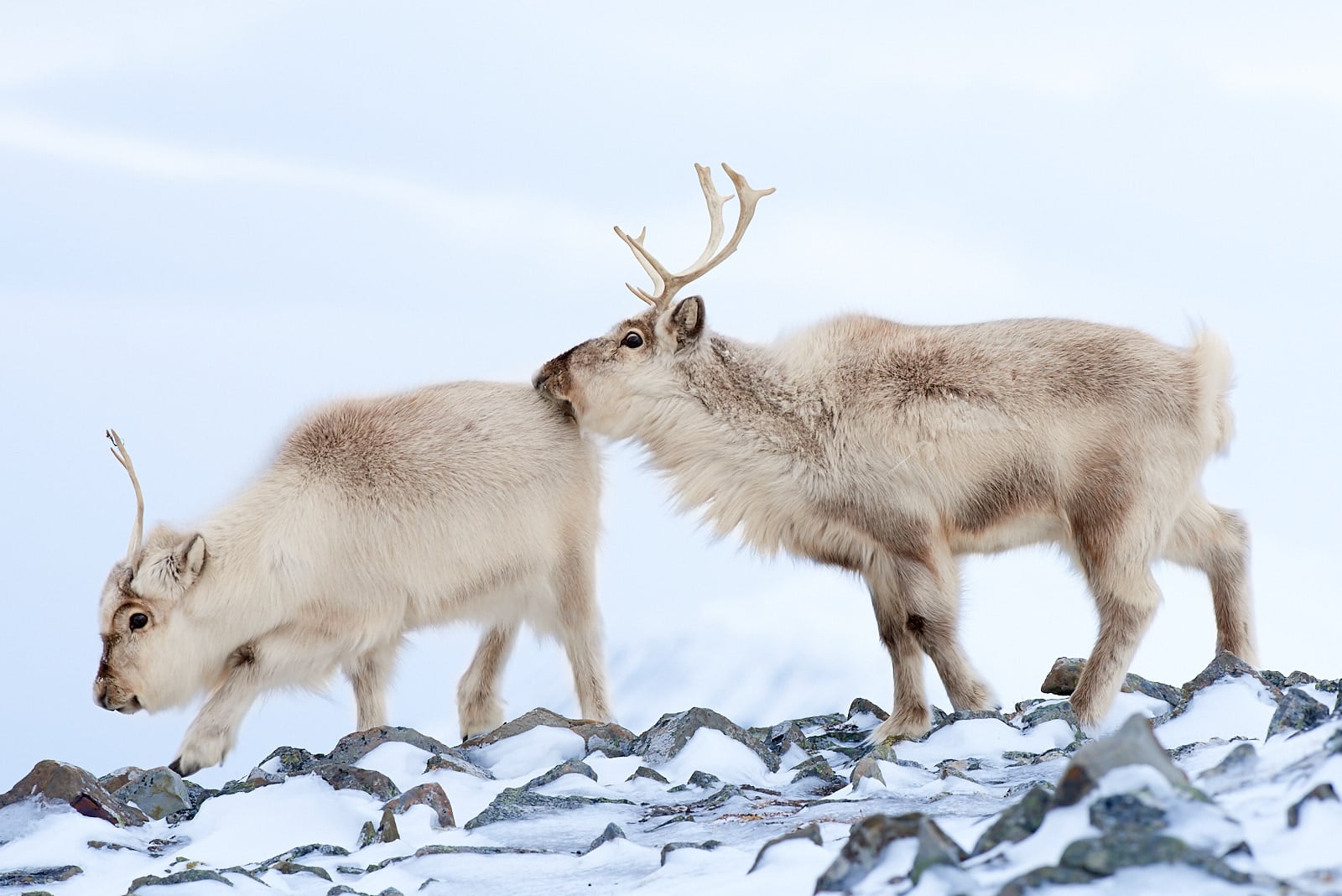 Sob špicberský, Špicberky