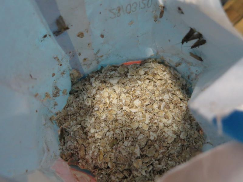 Ovesné vločky, Bramborové knedlíky, Houskové knedlíky, Knedlíky s burizony. Kategorie: Nebezpečné potraviny. Nevyhovující parametr: škůdci. Uvnitř výrobků a na obalech byl zjištěn výskyt mrtvých i živých škůdců ve všech vývojových stádiích (moli, kokony, zámotky, červi) a stopy po jejich činnosti (pavučinky, malé dírky v obalech). Výskyt škůdců a stop po jejich činnosti byl zjištěn i na prodejní ploše - na regálech. Místo kontroly: Thi Ngoc Tran, Liberec V-Kristiánov